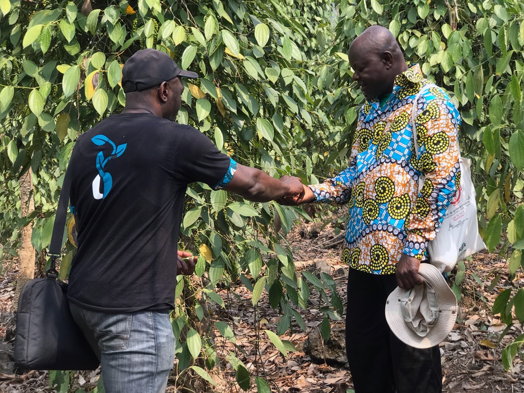 Emmanuel dans les plantations de Poivre de Penja