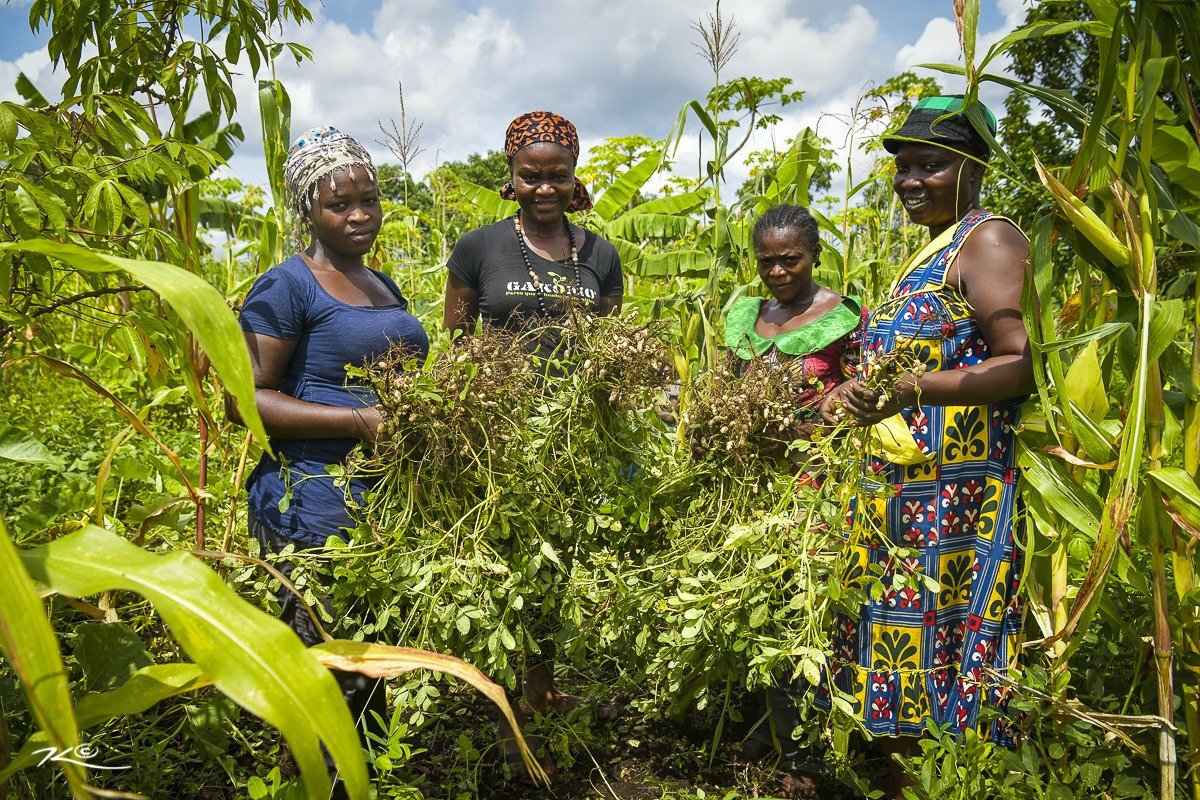 Avec les femmes r&eacute;coltant les arachides dans le Mungo (Littoral, Cameroun)