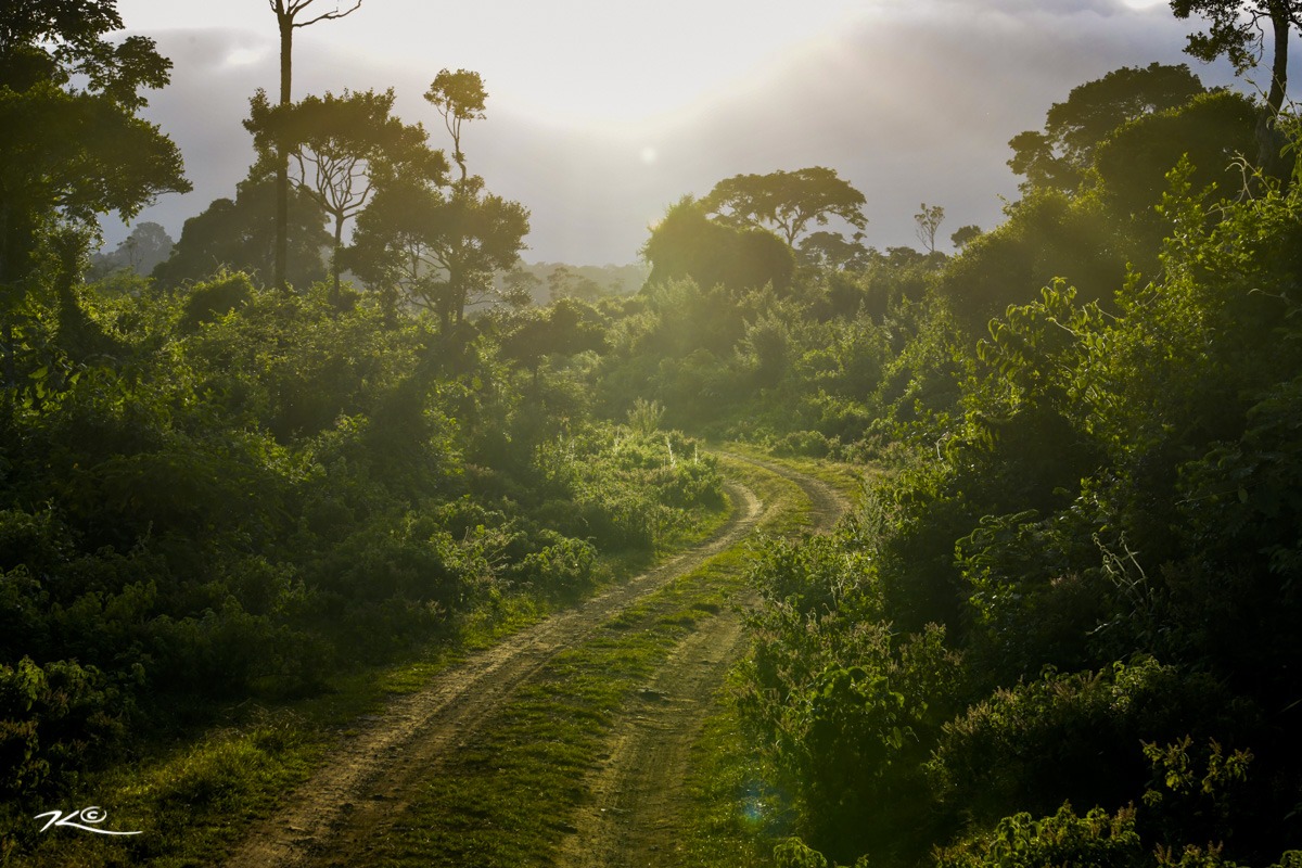 Aberdare National Park