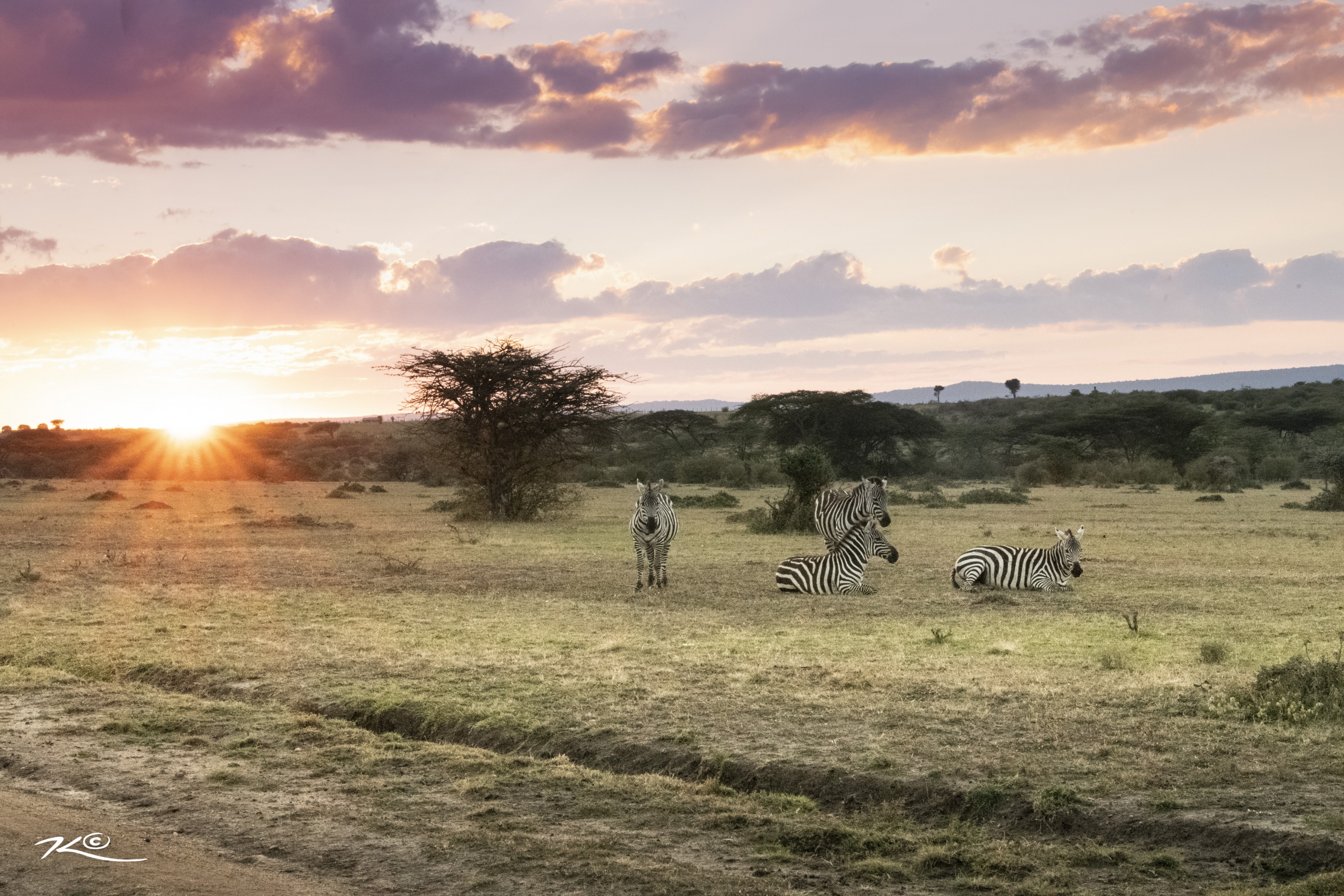 Image Kenya - Le Masai Mara