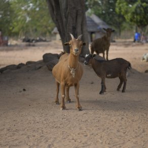 2018-12-11_benin-bembereke_3931_k