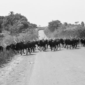 2019-01-13_cameroun_au-village_6508_k