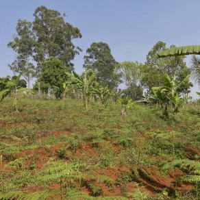 2019-02-11_cameroun_au-village_7747_k