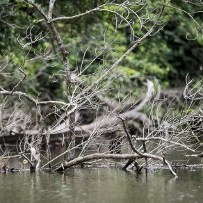 2018-02-17_cameroun_kribi_4281_k