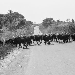 2019-01-13_cameroun_6508_k