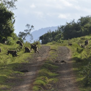 2018-09-12_kenya_7403_k