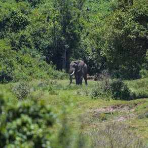 2018-09-13_kenya_aberdare_8492_k