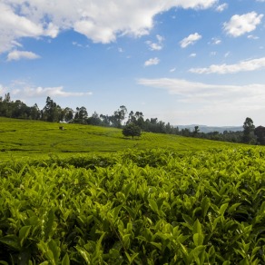 2018-09-15_kenya_kakamega_8549_k