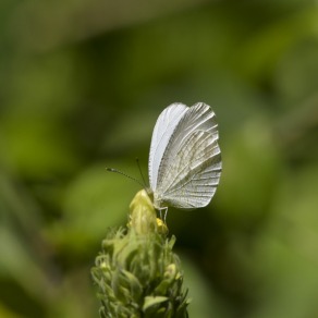 2018-09-16_kenya_kakamega_8738_k