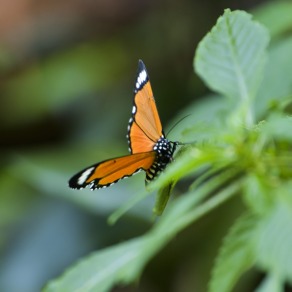 2018-09-16_kenya_kakamega_8750_k