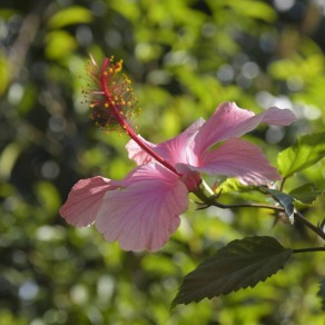 2018-09-16_kenya_kakamega_8955_k