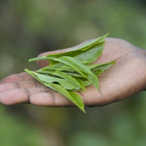 2018-09-16_kenya_kakamega_9157_k