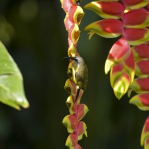 2018-09-17_kenya_kakamega_9268_k