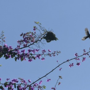 2018-09-17_kenya_kakamega_9409_k