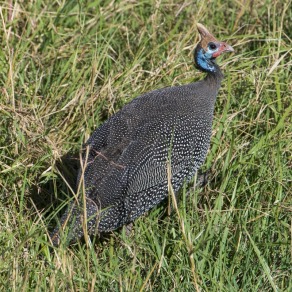 2018-09-18_masai-mara_0048_k