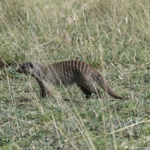 2018-09-18_masai-mara_0110_k