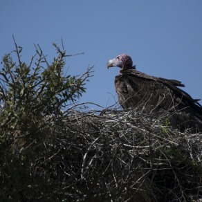 2018-09-18_masai-mara_0132_k