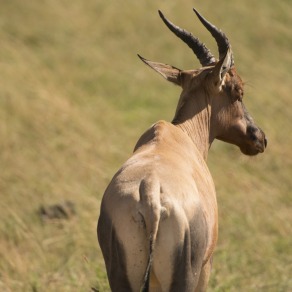 2018-09-18_masai-mara_0143_k