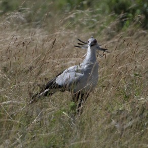 2018-09-18_masai-mara_0190_k