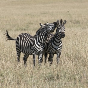 2018-09-18_masai-mara_0223_k