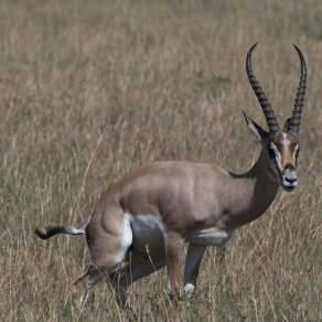 2018-09-18_masai-mara_0238_k