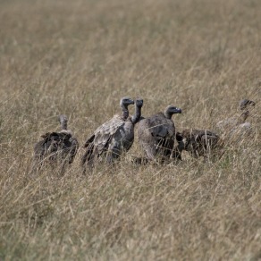 2018-09-18_masai-mara_0261_k