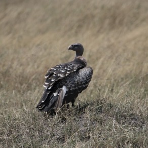 2018-09-18_masai-mara_0289_k