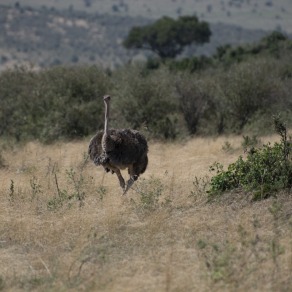 2018-09-18_masai-mara_0296_k