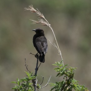 2018-09-18_masai-mara_0413_k