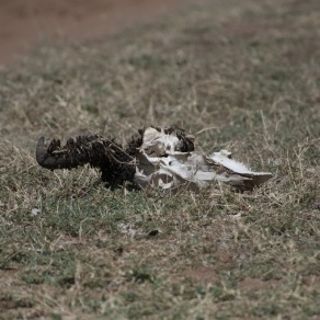 2018-09-18_masai-mara_0431_k