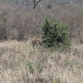 2018-09-18_masai-mara_0480_k