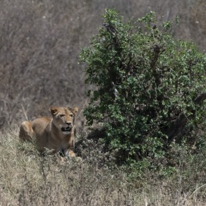 2018-09-18_masai-mara_0494_k