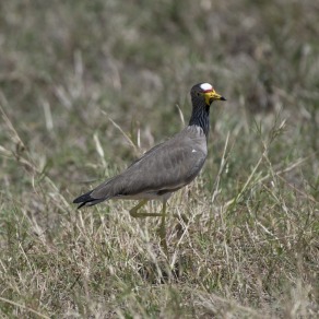 2018-09-18_masai-mara_0548_k