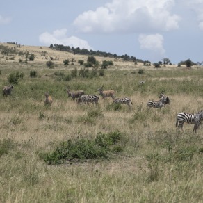 2018-09-18_masai-mara_0682_k