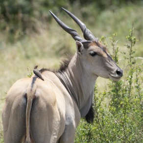 2018-09-18_masai-mara_0691_k