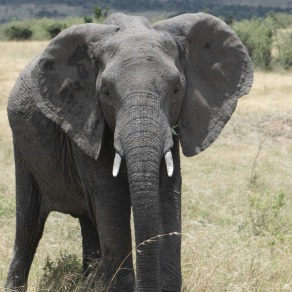 2018-09-18_masai-mara_0720_k