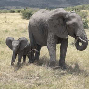 2018-09-18_masai-mara_0733_k