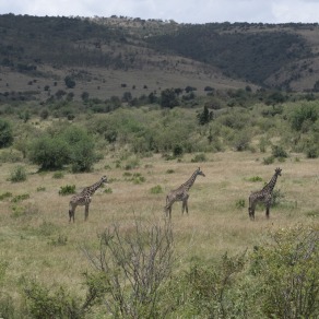 2018-09-18_masai-mara_0813_k