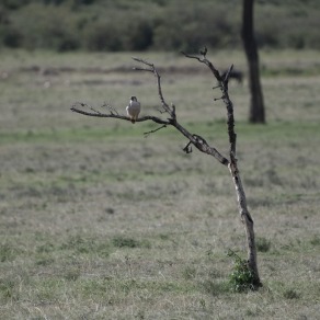 2018-09-18_masai-mara_0896_k