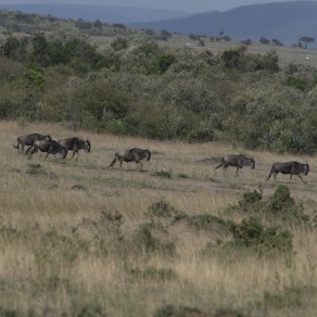 2018-09-18_masai-mara_0906_k