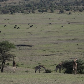 2018-09-18_masai-mara_0923_k