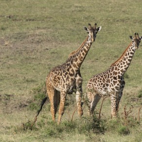 2018-09-18_masai-mara_0953_k