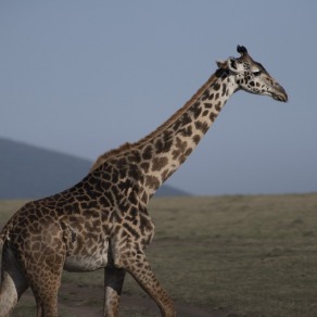 2018-09-18_masai-mara_0976_k