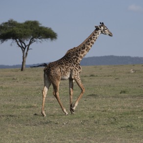 2018-09-18_masai-mara_0980_k