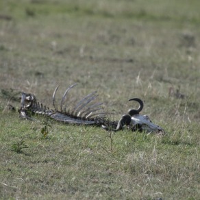 2018-09-18_masai-mara_1015_k