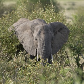 2018-09-18_masai-mara_1068_k