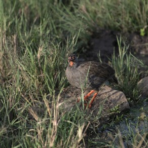 2018-09-18_masai-mara_1160_k