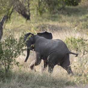 2018-09-18_masai-mara_1172_k