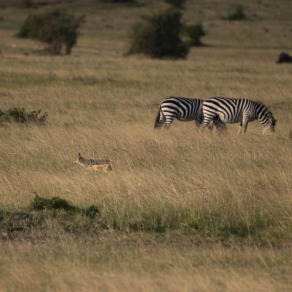 2018-09-18_masai-mara_1244_k