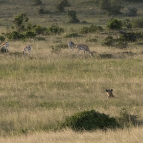 2018-09-18_masai-mara_1273_k